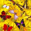 Butterflies Yellow Flowers Paint By Numbers