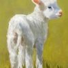 Cute Lamb Paint By Numbers