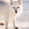 Arctic Fox Paint By Numbers