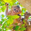 Baby Monkey Paint By Numbers