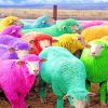 Colorful Sheeps Paint By Numbers