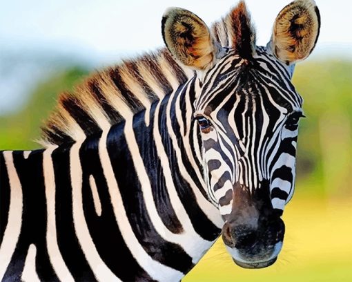 Zebra Paint By Numbers