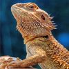 Lizard Bearded Agama Paint By Numbers