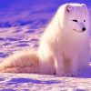 Lovely Arctic Fox Paint By Numbers