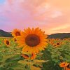 Sunflowers Paint By Numbers