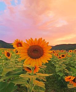 Sunflowers Paint By Numbers