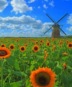 Sunflowers Field paint by numbers