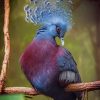 Victoria Crowned Pigeon Paint by numbers