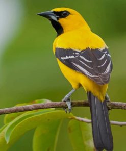 Yellow Oriole paint by numbers