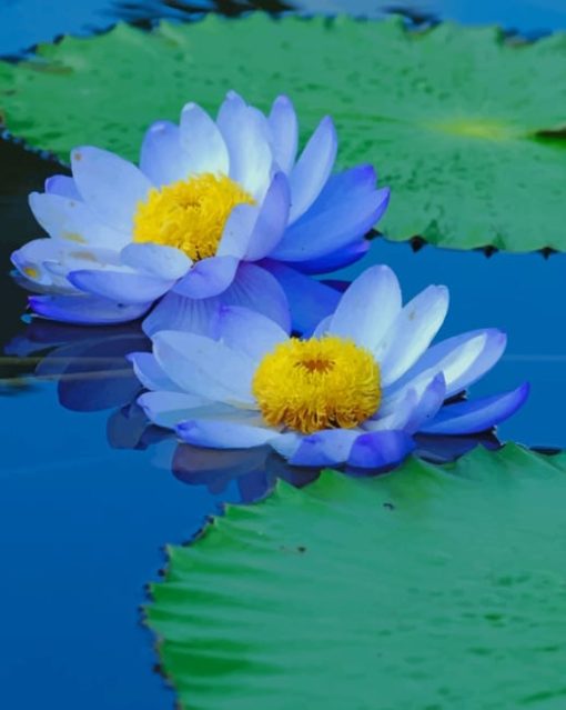 Blue Sacred Lotus Paint by numbers