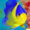 Blue And Golden Fish Underwater Paint by numbers