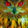 Owl With Red Eyes paint by numbers