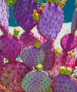 Purple Cactus paint by numbers