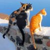 Santorini Cats paint by numbers