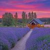 Cabin in lavender field paint by numbers