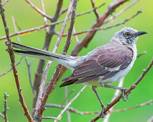 northern-mockingbird-1-paint-by-numbers