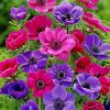 colroful-anemone-paint-by-number