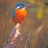 kingfisher-bird-paint-by-numbers