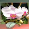 orchid-flowers-paint-by-numbers