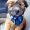 soft-coated-wheaten-terrier-paint-by-numbers