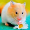 Brown-Hamster-Eating-Flower-paint-by-numbers