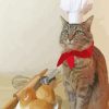 Chef Cat Paint by numbers