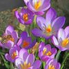 Crocus-vernus-flowers-paint-by-numbers