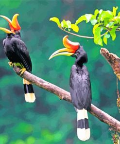 Hornbill Birds Paint by numbers