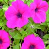 Pink Petunia Paint by numbers