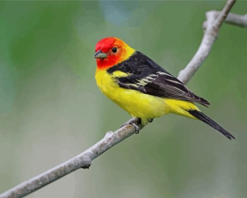 Western Tanager Bird Paint by numbers