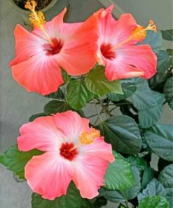 Aesthetic Hibiscus paint by numbers