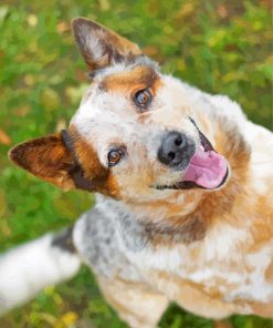 australian-Red-Heeler-paint-by-number