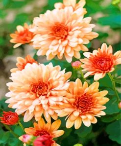 Beautiful Chrysanthemum