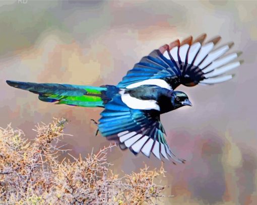 Black Billed Magpie Bird Paint by numbers