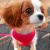 cavalier-puppy-outside-paint-by-number