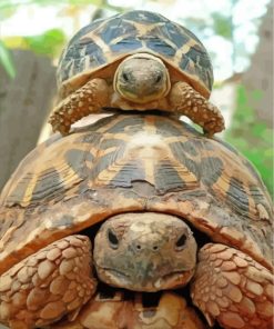 cute-turtle-and-tortoise-paint-by-numbers