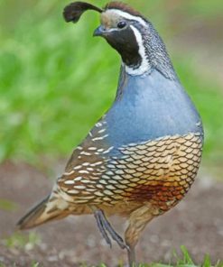 Gambels Quail Desert Bird Paint by numbers