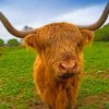 highland-cow-paint-by-number-1-510x407-1