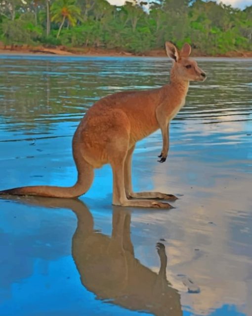 kangaroo-in-the-river