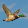 mallard-paint-by-numbers