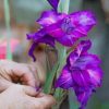 Purple Netted Iris paint by numbers