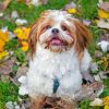 shih-tzu-puppy-paint-by-number