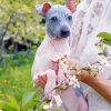 American Hairless Terrier Dog Paint By Number