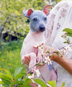 American Hairless Terrier Dog Paint By Number