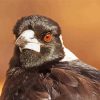 Australian Magpie Head Paint By Number