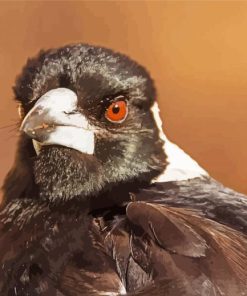 Australian Magpie Head Paint By Number