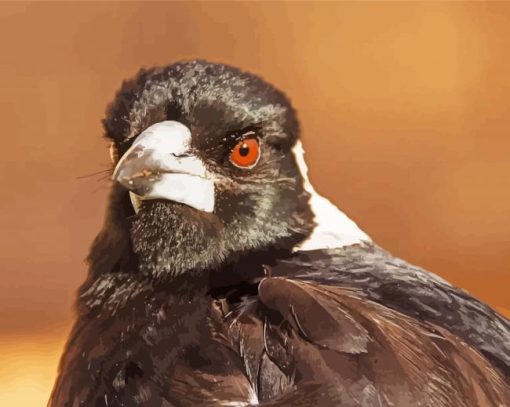 Australian Magpie Head Paint By Number