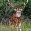 Axis Deer Animal Paint By Number