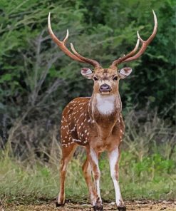 Axis Deer Animal Paint By Number