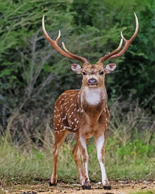 Axis Deer Animal Paint By Number